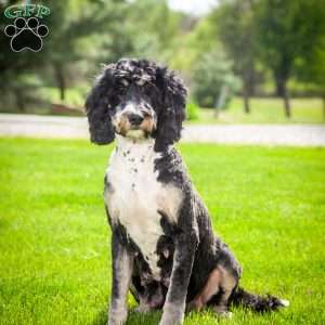 Betty, Mini Bernedoodle Puppy